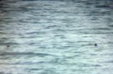 20221028_Amerikaanse Zee-eend_03_Schiermonnikoog